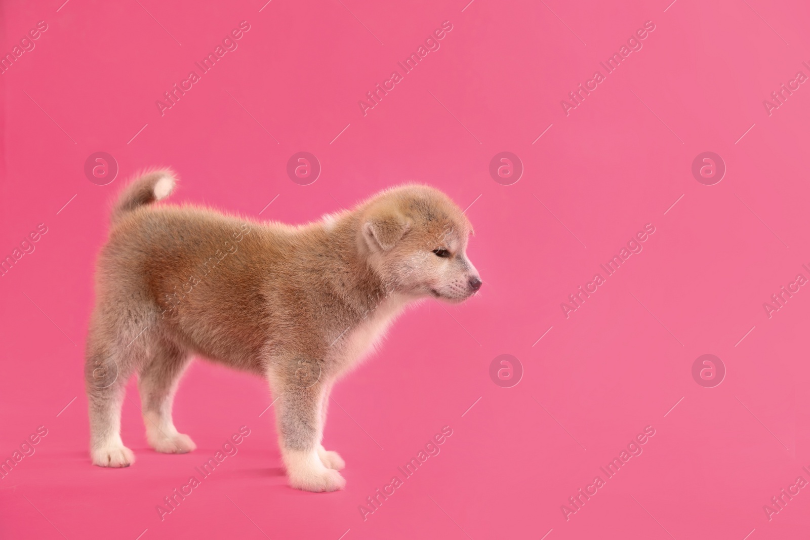 Photo of Cute Akita inu puppy on pink background, space for text. Friendly dog