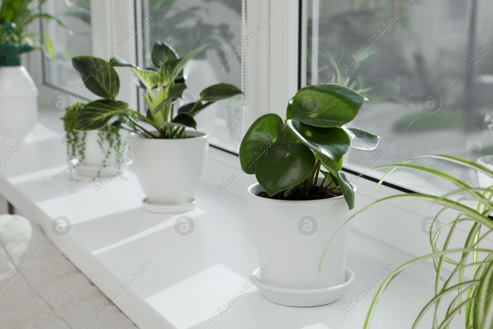 Photo of Many beautiful potted houseplants growing on windowsill indoors