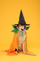 Photo of Cute Labrador Retriever dog in Halloween costume on orange background