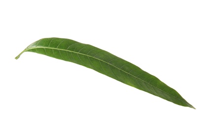 Fresh green mango leaf on white background