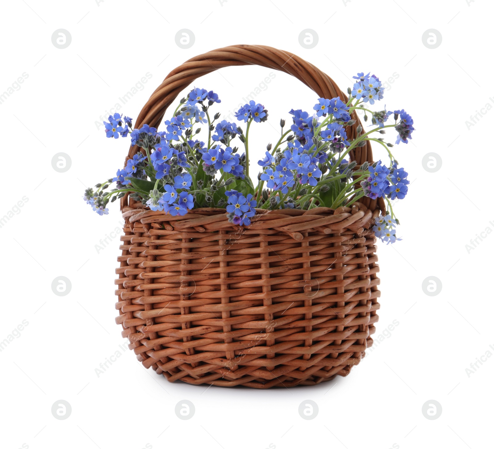 Photo of Beautiful blue forget-me-not flowers in wicker basket isolated on white