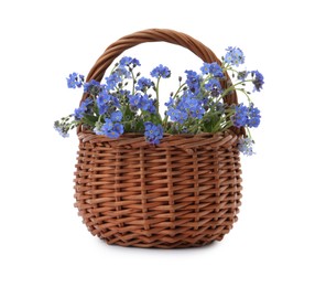 Photo of Beautiful blue forget-me-not flowers in wicker basket isolated on white