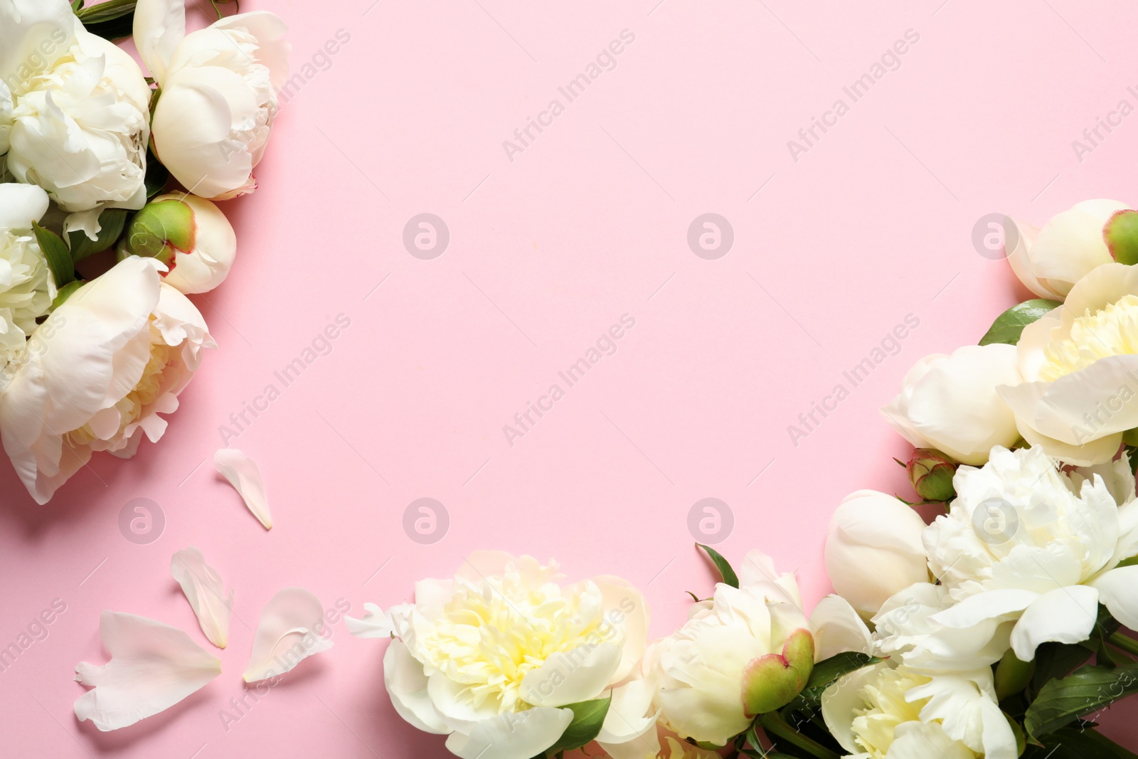 Photo of Fragrant peonies on color background, flat lay with space for text. Beautiful spring flowers