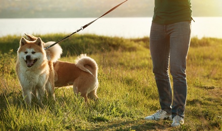 Photo of Young man walking his adorable Akita Inu dogs near river