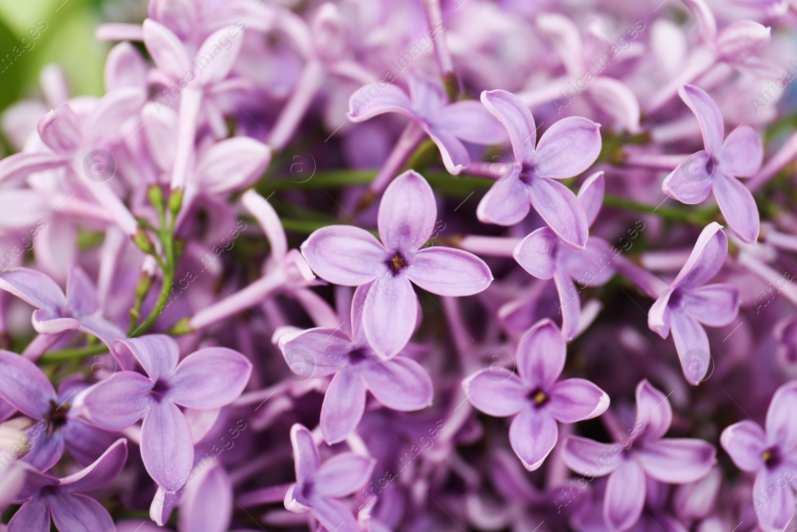 Photo of Beautiful lilac flowers as background, closeup view