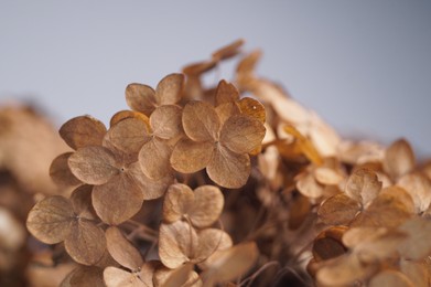 Photo of Beautiful dried hortensia flowers on light background, closeup
