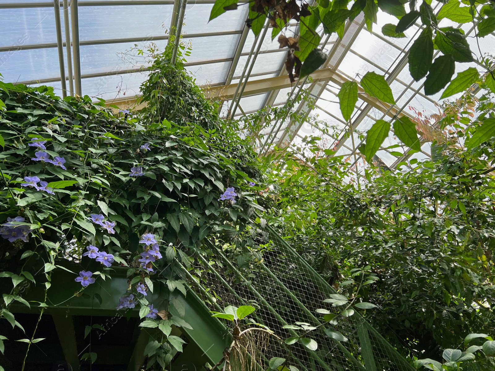 Photo of Beautiful blooming morning glory plants in greenhouse on sunny day