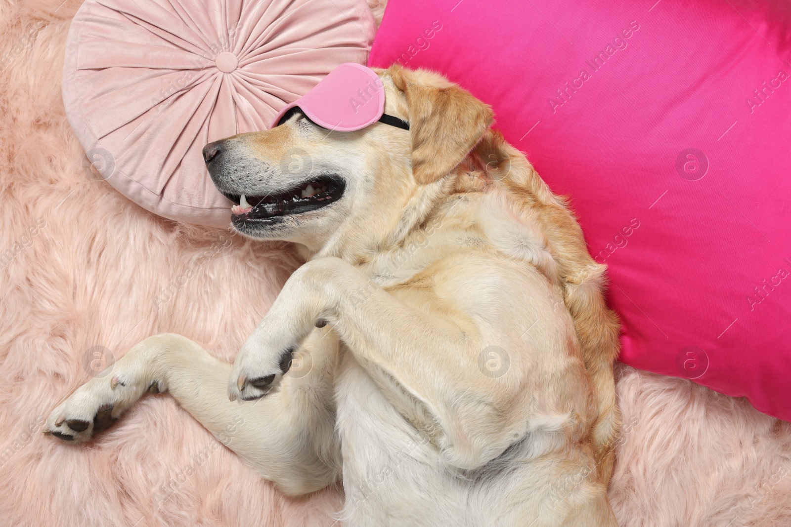 Photo of Cute Labrador Retriever with sleep mask resting on faux fur, top view