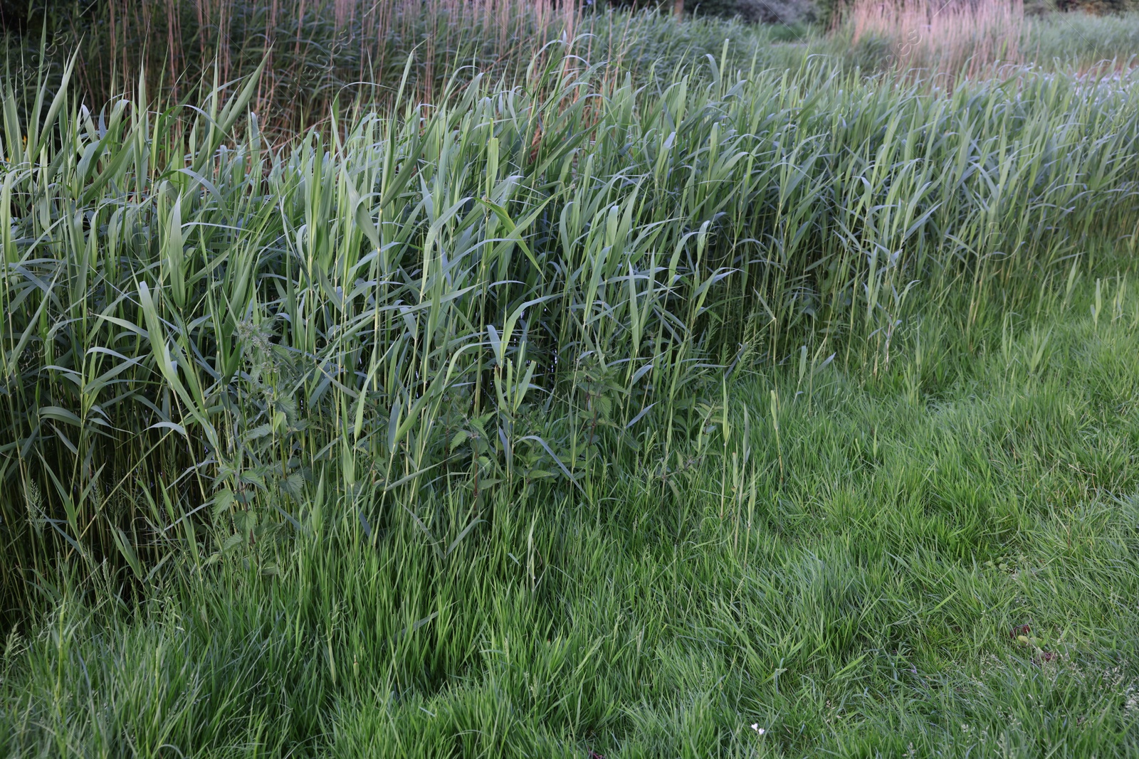 Photo of Beautiful view of green reed plants growing outdoors