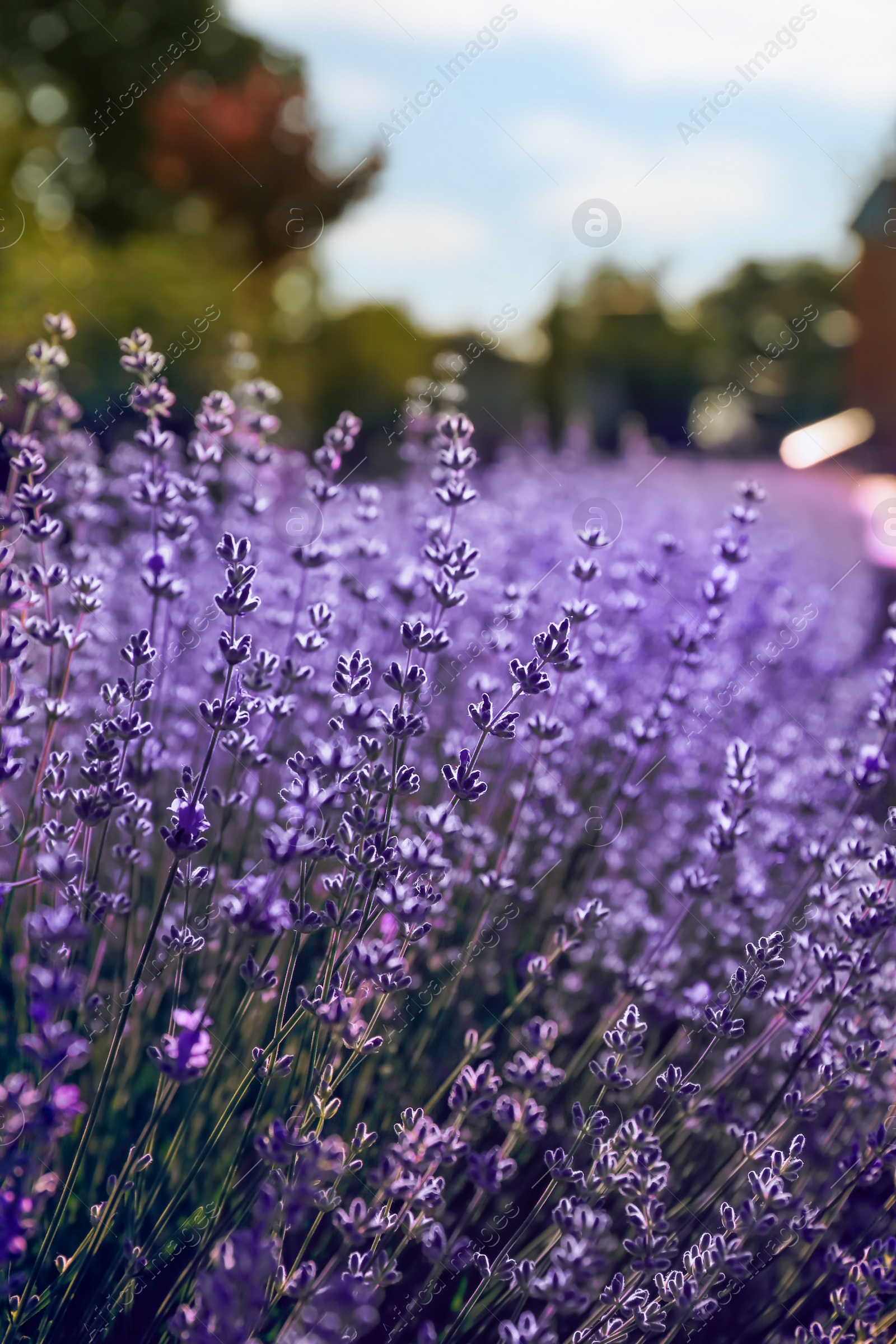 Photo of Beautiful lavender flowers growing in field, closeup