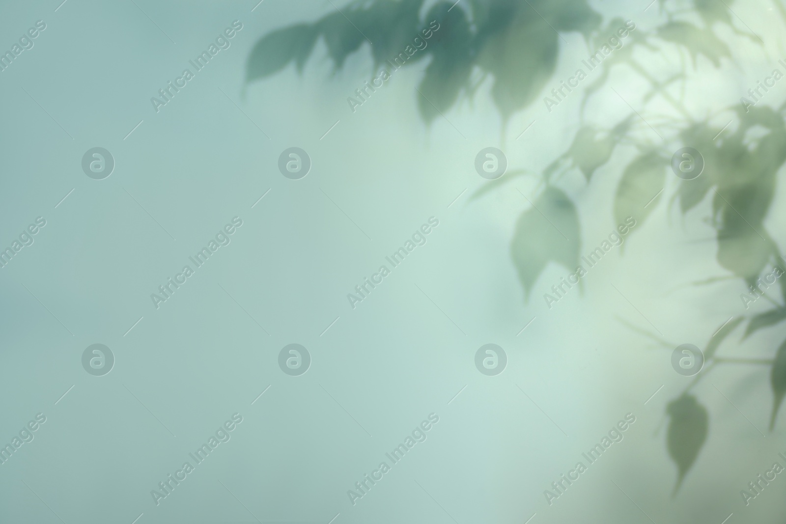 Photo of Shadow of plant branches on light background, space for text