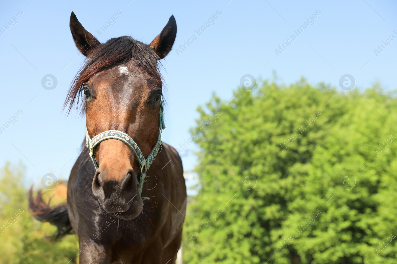 Photo of Dark bay horse outdoors on sunny day. Beautiful pet