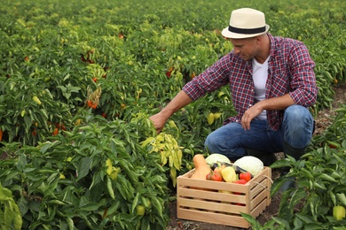 Farmer taking vegetables from bush in field. Harvesting time