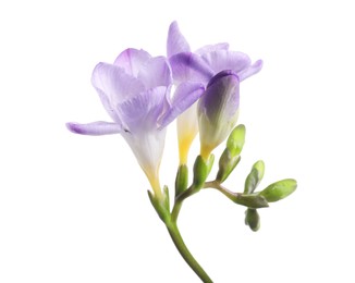 Beautiful violet freesia flower isolated on white