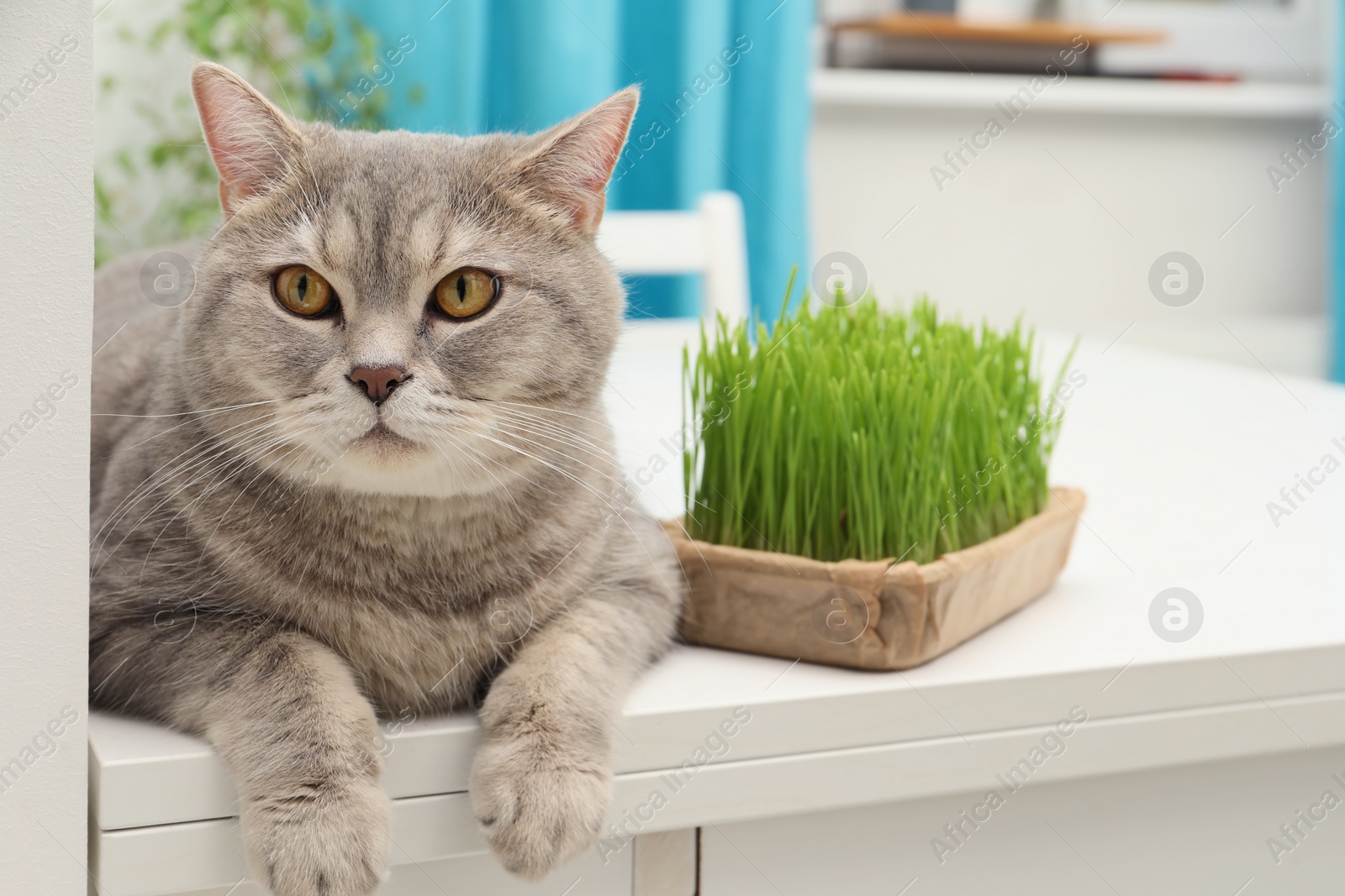 Photo of Cute cat near fresh green grass on white table indoors