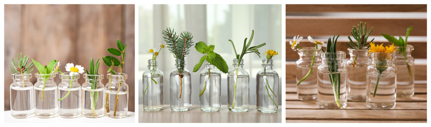 Image of Collage of different photos with essential oils and plants. Banner design