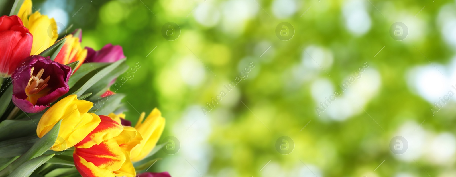 Image of Beautiful bright spring tulips on blurred green background, space for text. Banner design