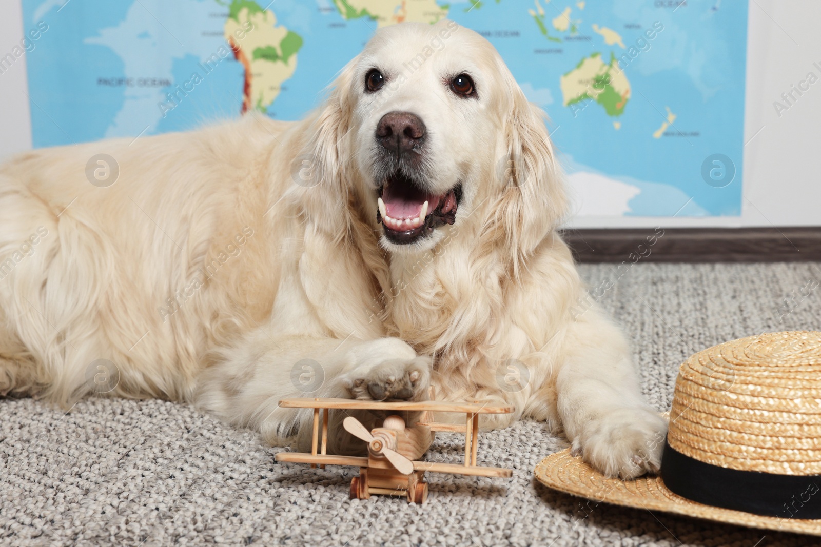 Photo of Cute golden retriever, straw hat and toy airplane on floor near world map indoors. Travelling with pet