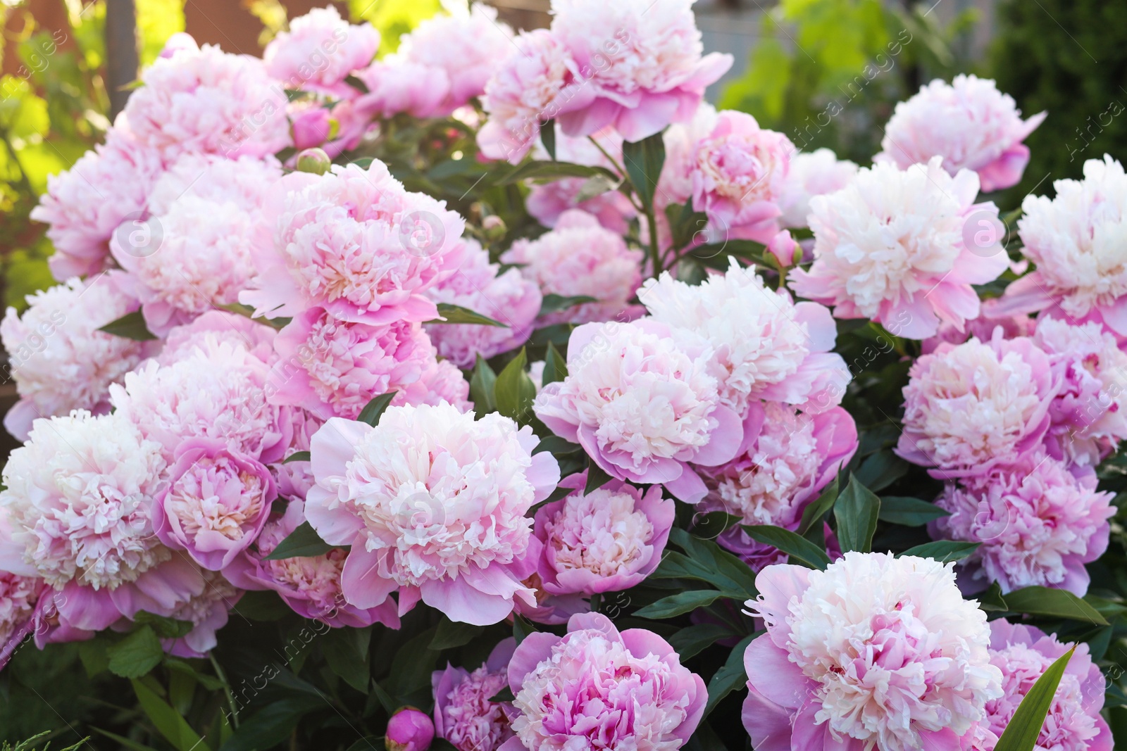 Photo of Blooming peony plant with beautiful pink flowers outdoors