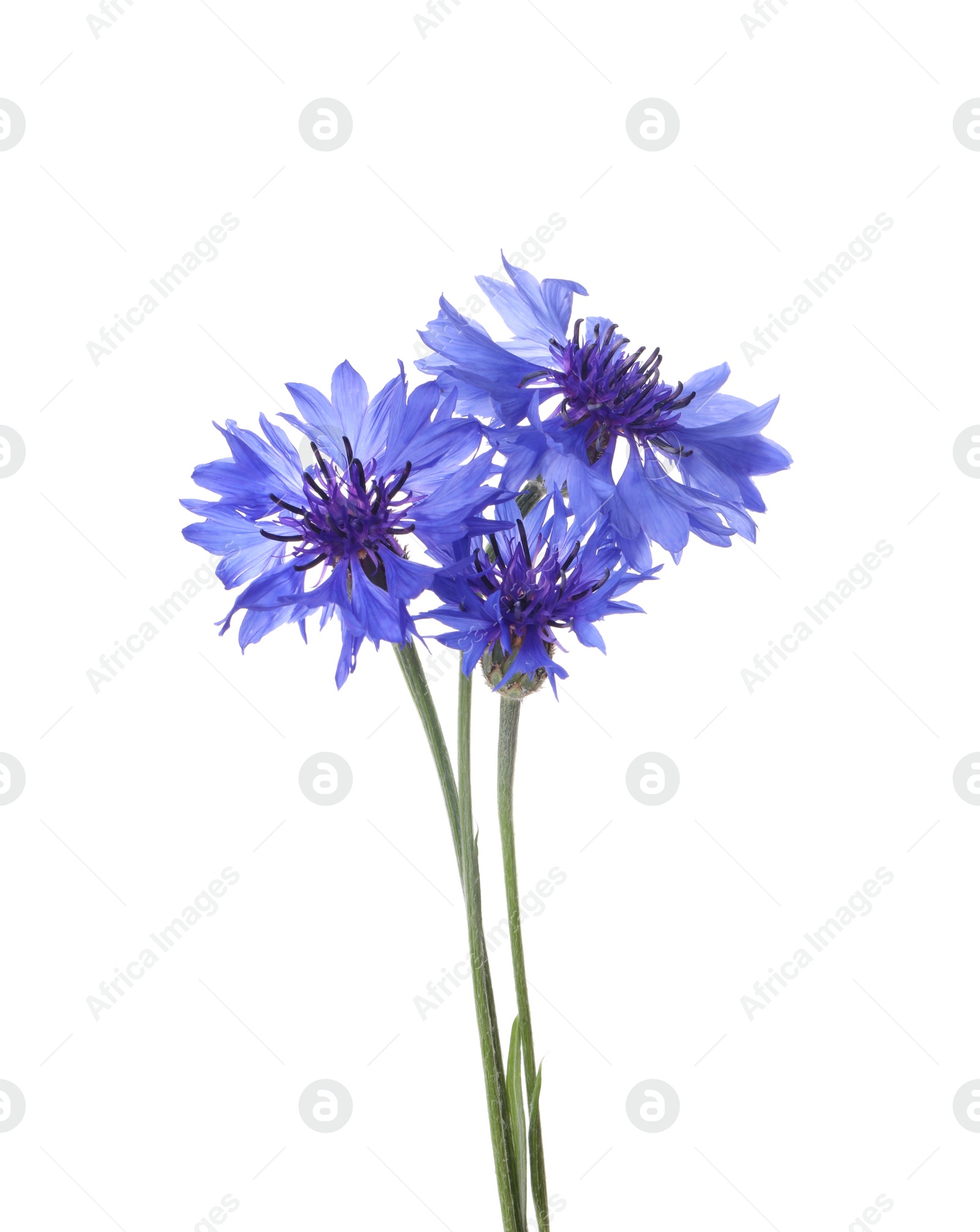 Photo of Beautiful light blue cornflowers isolated on white