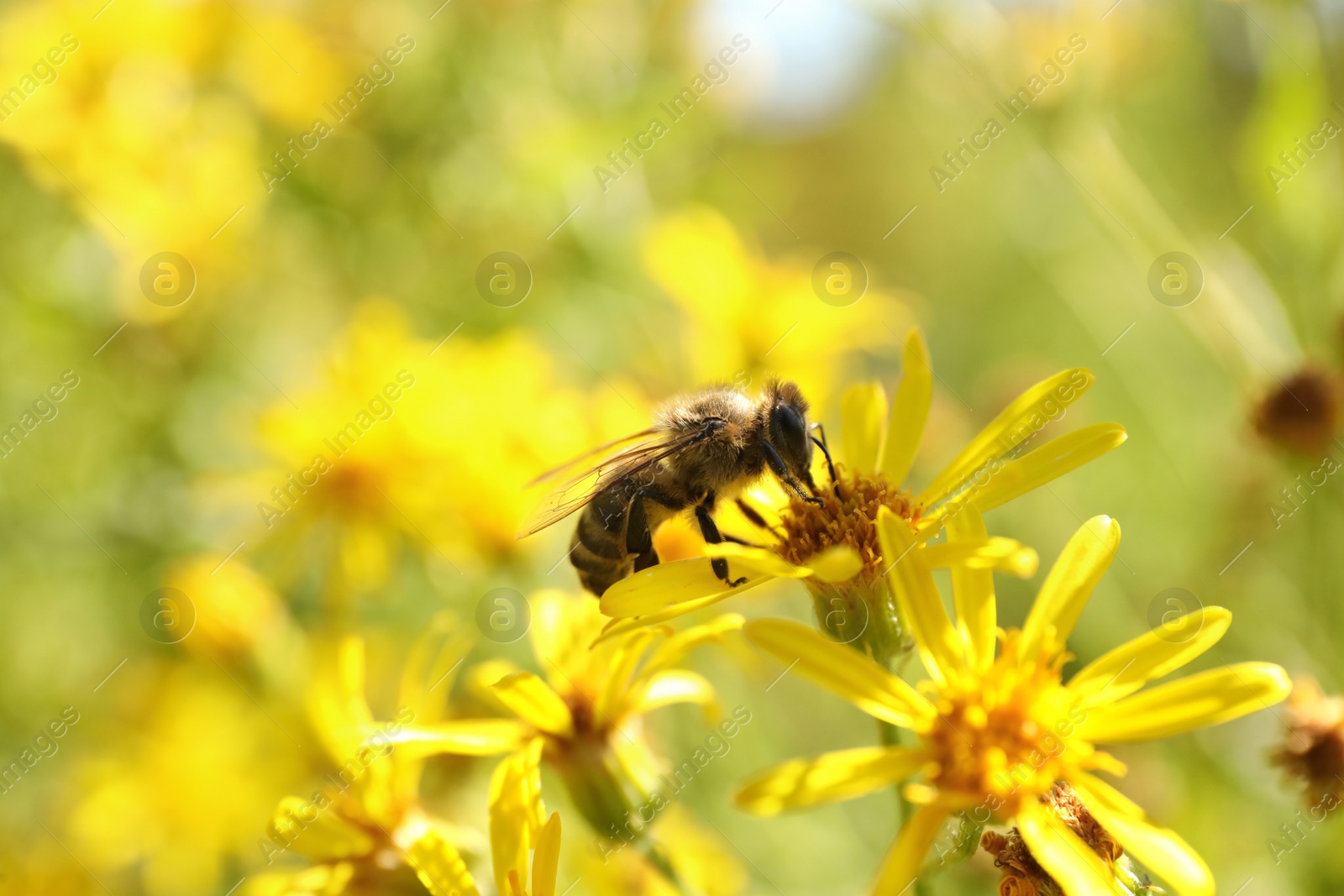 Photo of Honeybee collecting nectar from yellow flower outdoors, closeup