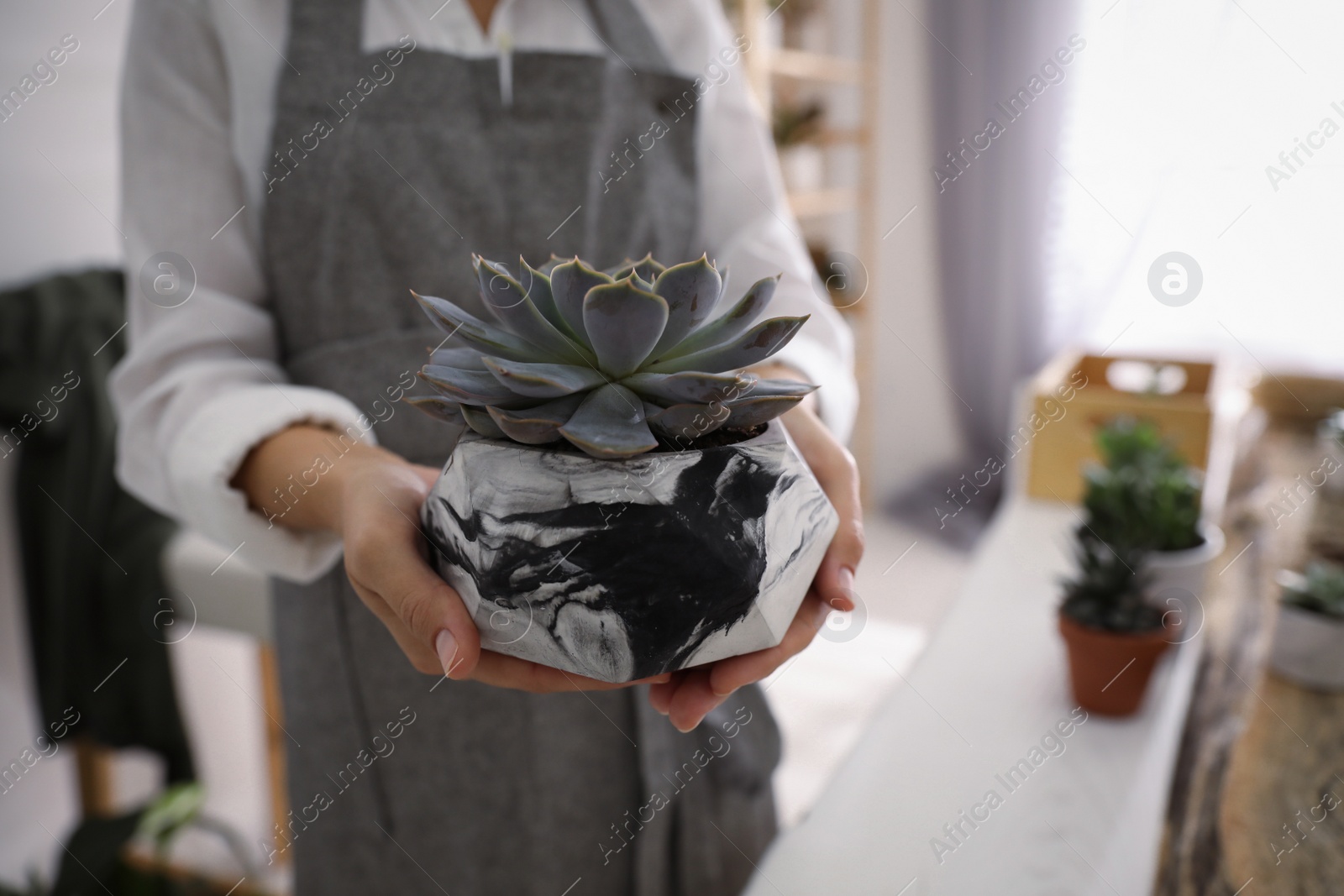 Photo of Woman with beautiful potted succulent indoors, closeup