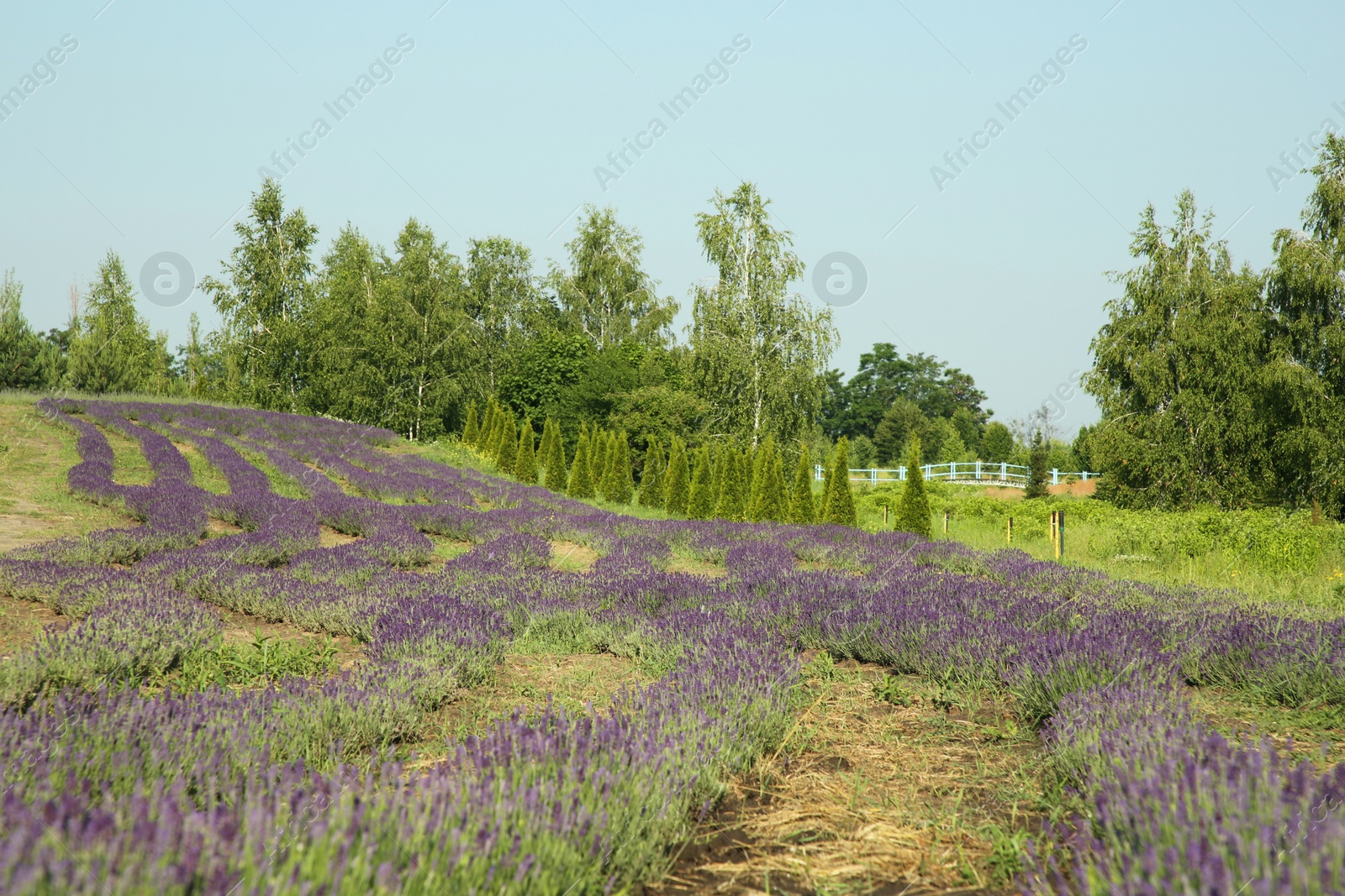 Photo of Beautiful view of blooming lavender growing in field