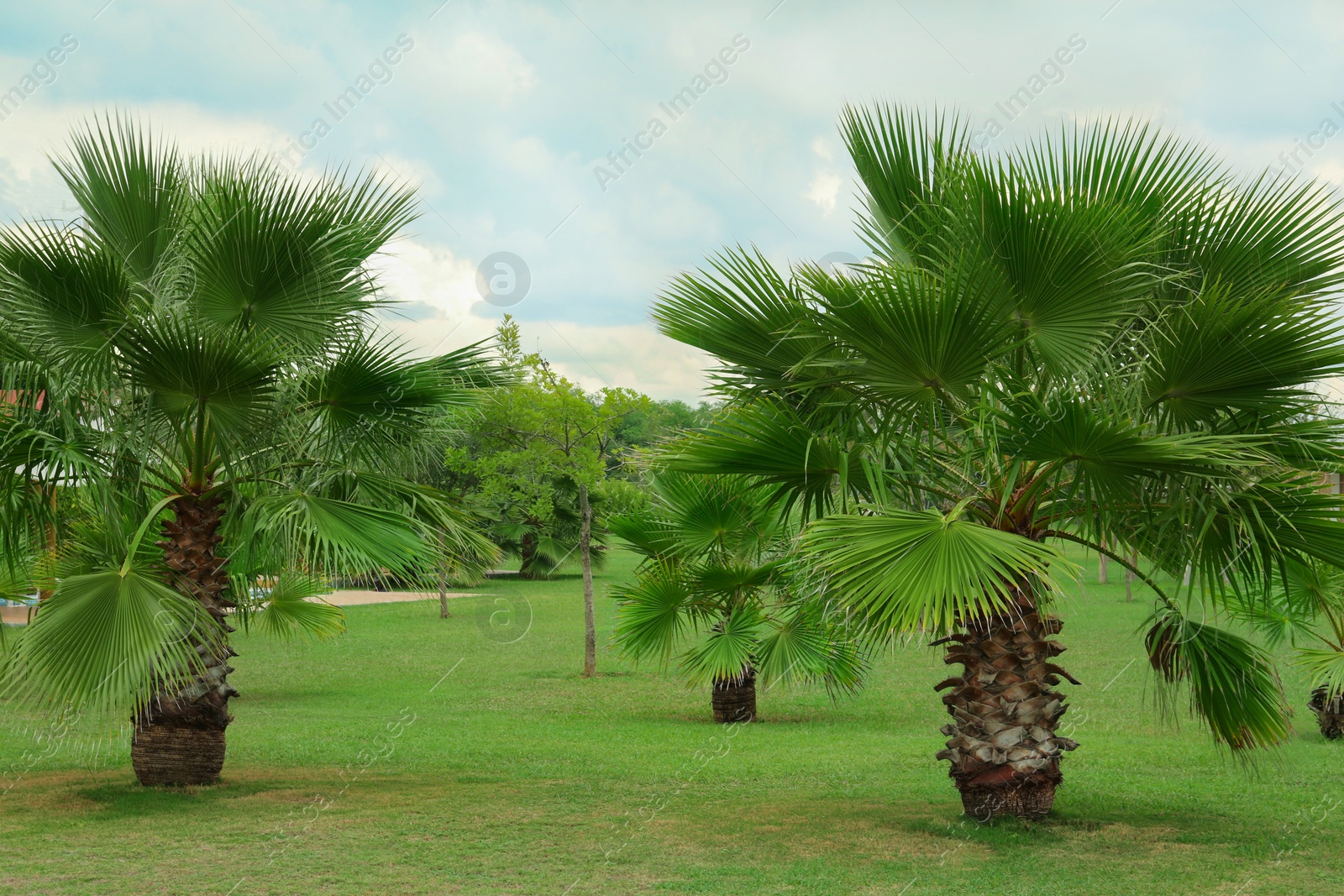 Photo of Tropical palm trees with beautiful green leaves outdoors