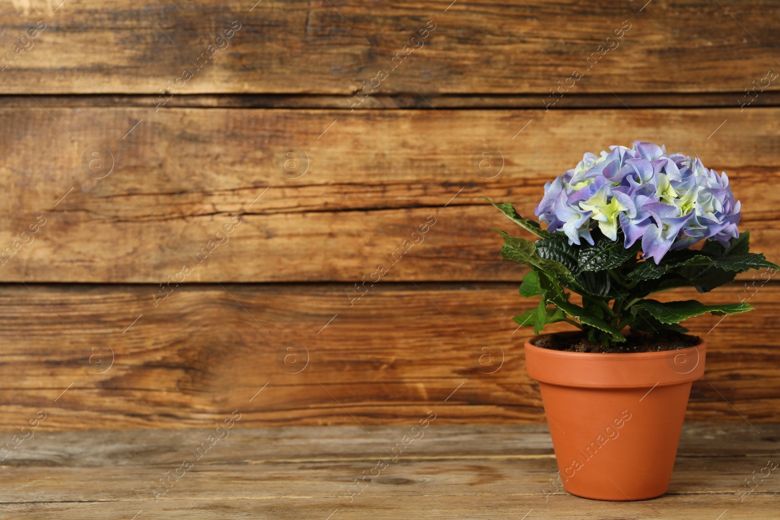 Photo of Beautiful blooming hydrangea flower in pot on wooden table, space for text