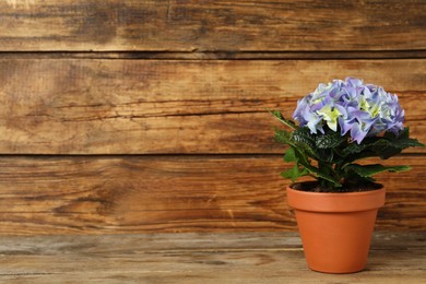 Photo of Beautiful blooming hydrangea flower in pot on wooden table, space for text
