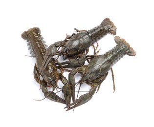 Photo of Many fresh raw crayfishes on white background, top view