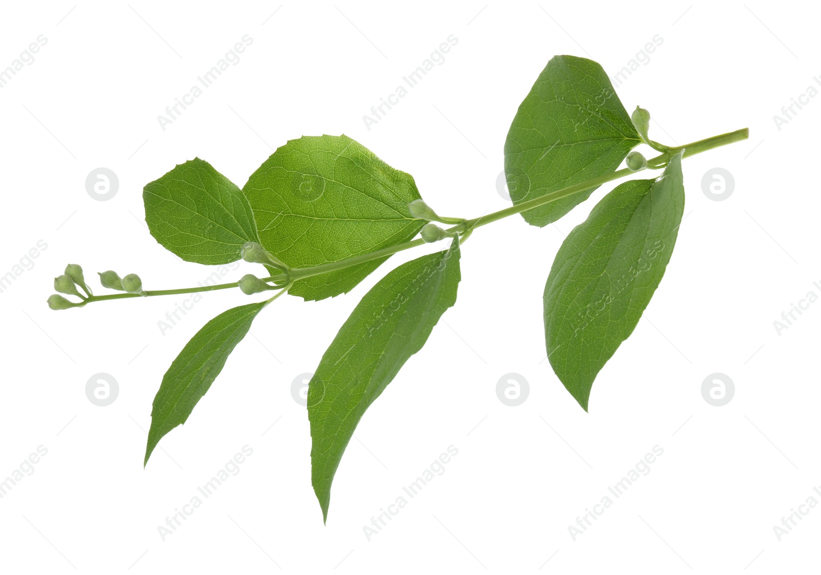Photo of Jasmine branch with fresh green leaves and buds isolated on white