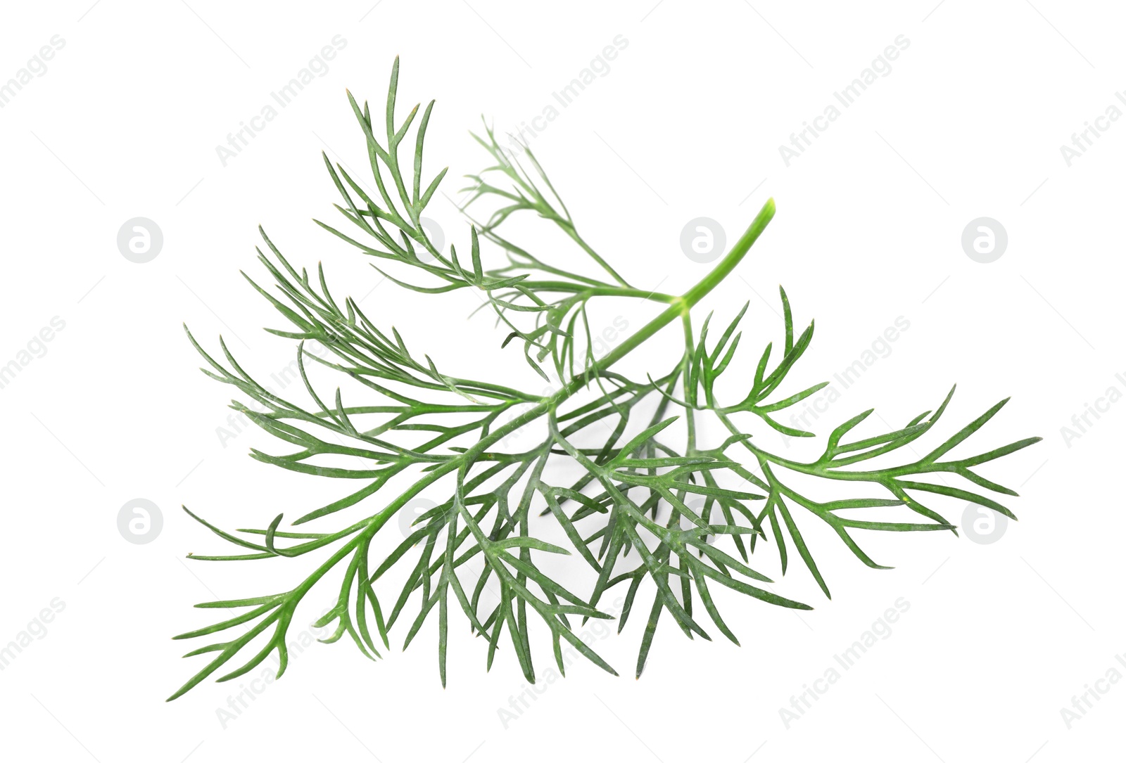 Photo of Sprig of fresh dill isolated on white