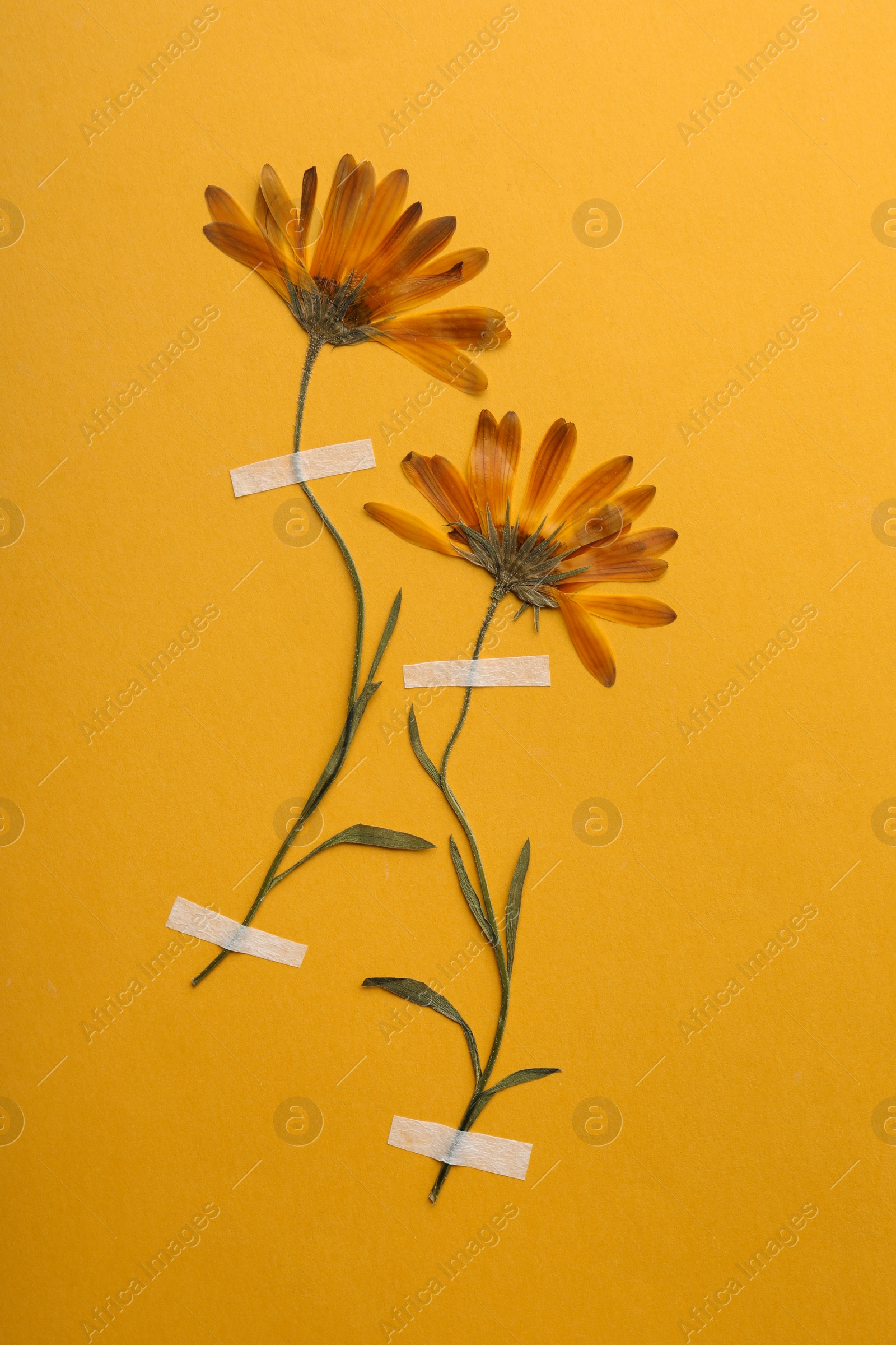 Photo of Wild pressed dried flowers on orange background. Beautiful herbarium