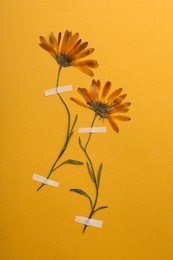 Photo of Wild pressed dried flowers on orange background. Beautiful herbarium