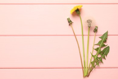 Photo of Beautiful dandelions in different stages of blooming on pink wooden table, flat lay. Space for text