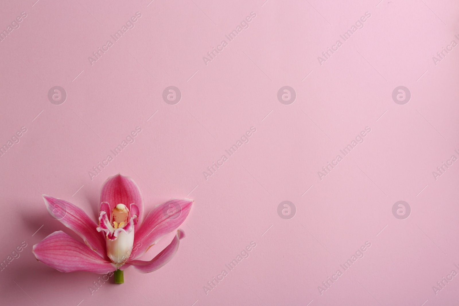 Photo of Beautiful tropical orchid flower on color background, top view. Space for text