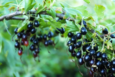 Photo of Black currant berries on bush outdoors, closeup