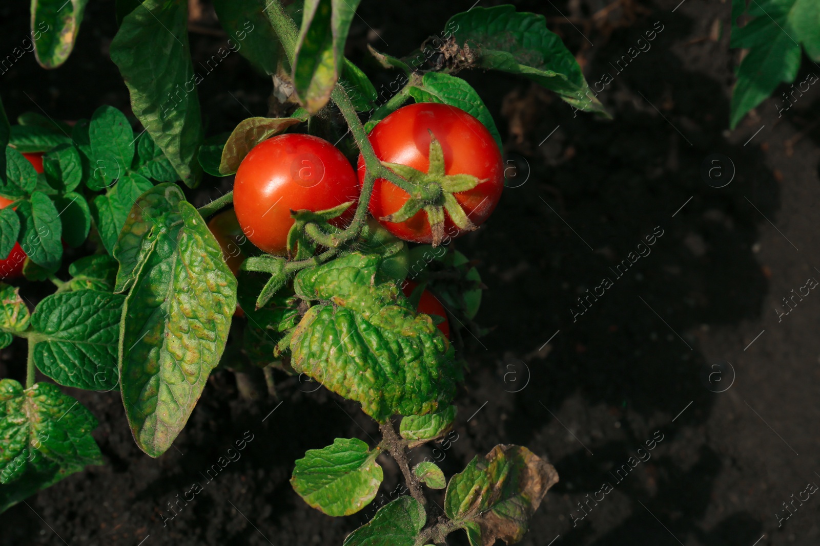 Photo of Green plant with ripe red tomatoes in garden, above view. Space for text