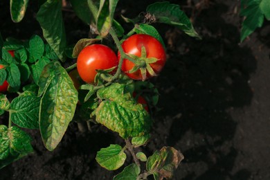 Photo of Green plant with ripe red tomatoes in garden, above view. Space for text