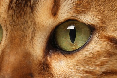 Macro photo of cat with beautiful eyes. Cute pet