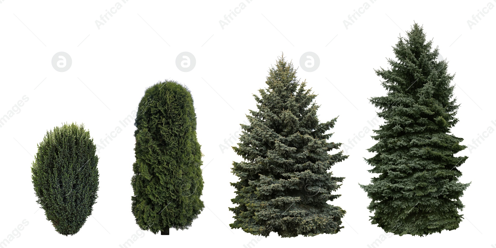 Image of Set with beautiful green coniferous trees and shrubs on white background. Banner design