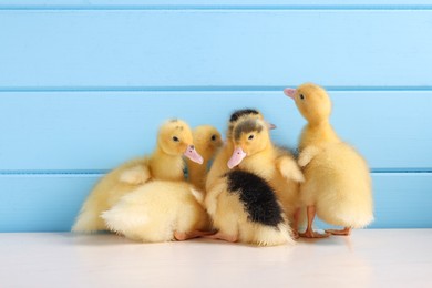 Photo of Baby animals. Cute fluffy ducklings on white wooden table near light blue wall