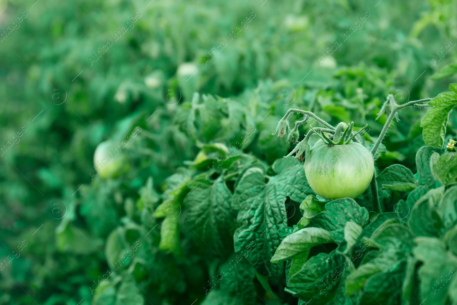 Photo of Beautiful green tomato plants growing in field, closeup. Space for text