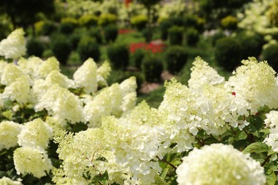 Photo of Beautiful hydrangea with blooming white flowers growing in garden