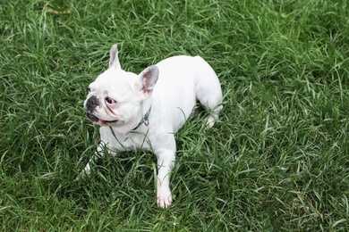Adorable French Bulldog lying on green grass outdoors