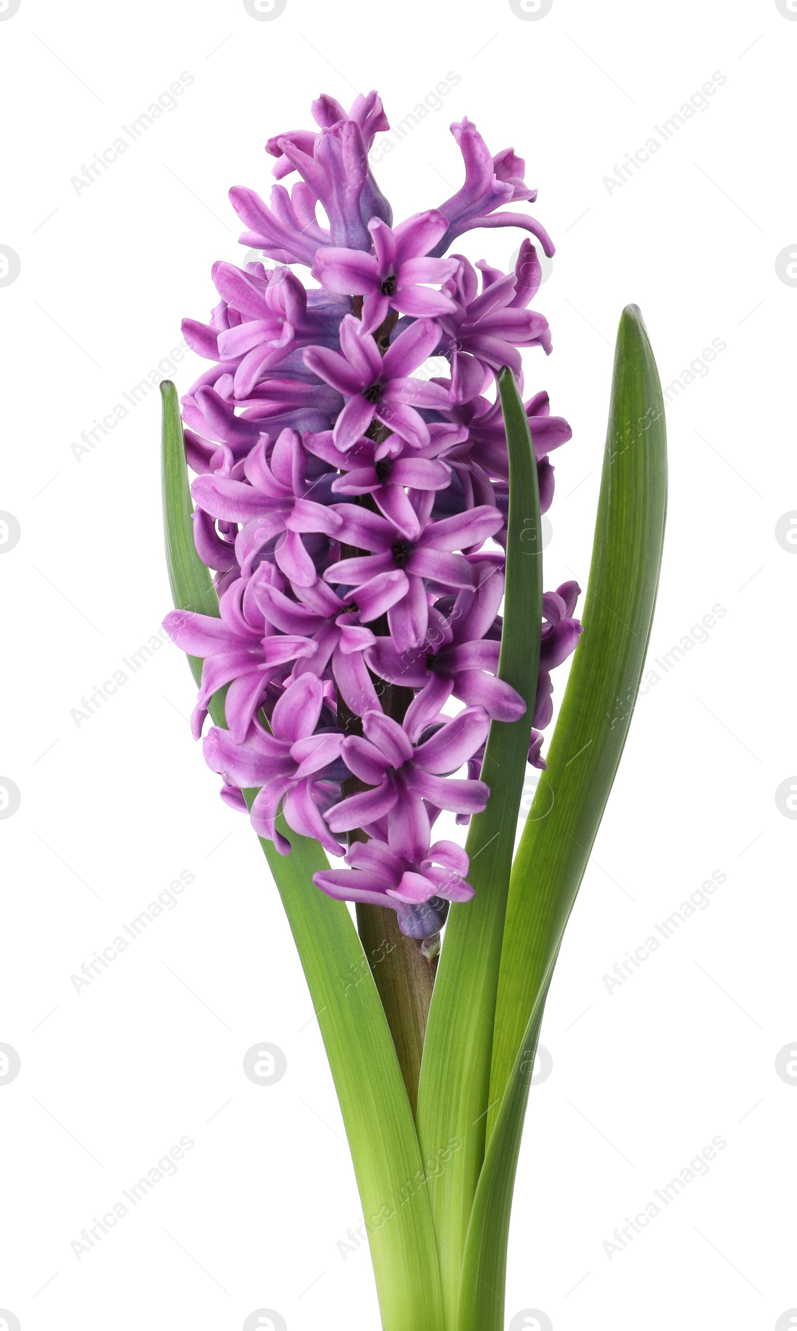 Photo of Beautiful purple hyacinth isolated on white. Spring flower