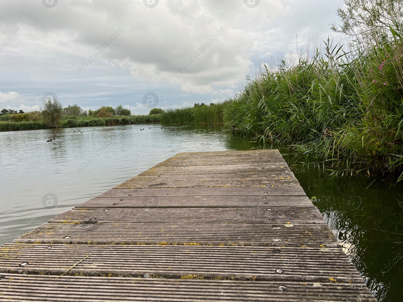 Photo of Picturesque view of river reeds and cloudy sky