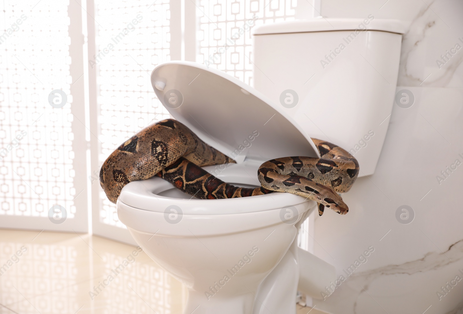 Photo of Brown boa constrictor on toilet bowl in bathroom