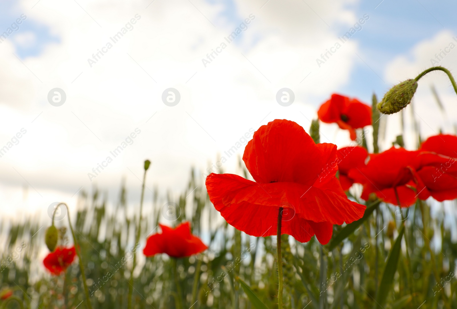 Photo of Beautiful red poppy flowers growing in field, closeup